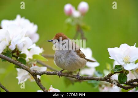 Blackcap (Sylvia atricapilla ), femmina sul ramo della mela fiorito, Germania Foto Stock