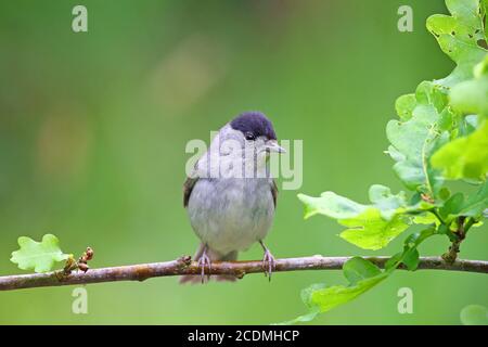 Blackcap (Sylvia ricapilla) maschio seduto su un ramo di quercia, Solms, Assia, Germania Foto Stock