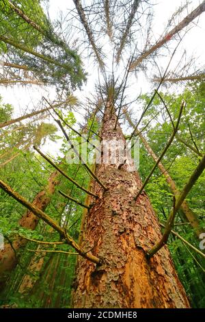 Foresta di dieback a causa di barbabietole e siccità, spruces morti, Solms, Assia, Germania Foto Stock