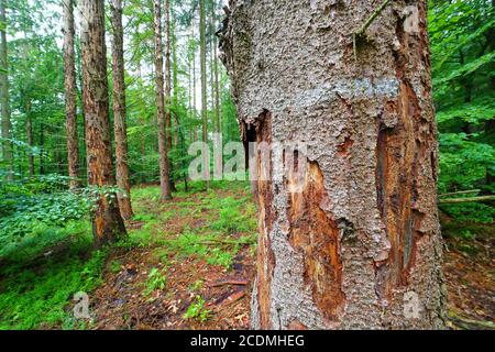 Foresta di dieback a causa di barbabietole e siccità, spruces morti, Solms, Assia, Germania Foto Stock