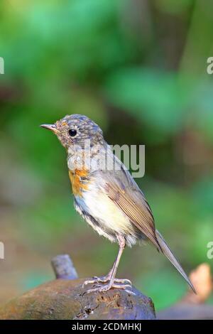 Rapina europea (Erithacus rubbecula ), uccello giovane seduto su una radice, Germania Foto Stock