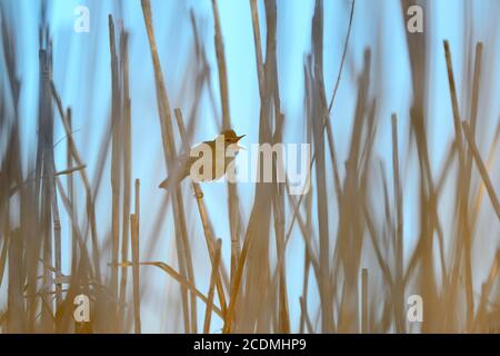 Stagno Warbler (Acrocephalus scirpaceus), seduta su una canna secca e canto, basso Reno, Nord Reno-Westfalia, Germania Foto Stock