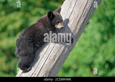 Orso nero americano (Ursus Americanus), giovane che arrampica un albero, Francia Foto Stock