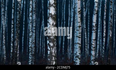 Birches (Betula) in una foresta di brughiere nella luce della sera, simmetria, struttura, Goldenstedter Moor, Goldenstedt, bassa Sassonia, Germania Foto Stock