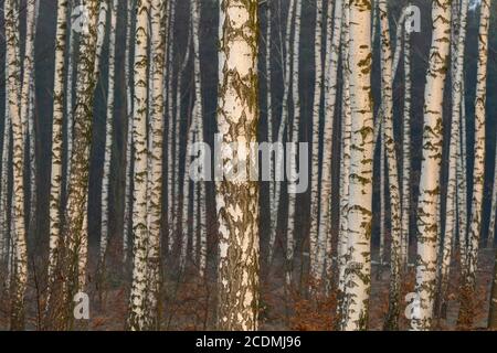 Birches (Betula) in una foresta di brughiere nella luce della sera, simmetria, struttura, Goldenstedter Moor, Goldenstedt, bassa Sassonia, Germania Foto Stock