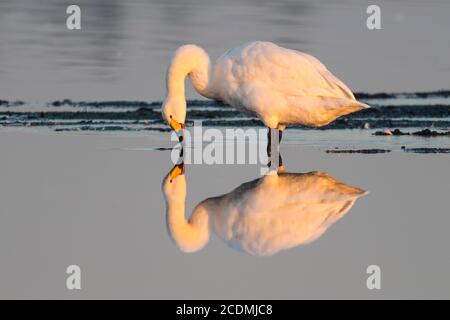 Whooper cigno (Cygnus cygnus) durante la cura del piumaggio nella luce della sera nella brughiera, Spiegelung, Goldenstedter Moor, Goldenstedt, bassa Sassonia, Germania Foto Stock