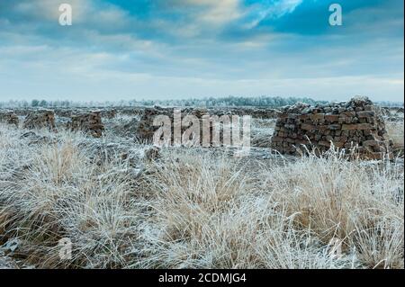 In inverno, nella torbiera si sono accumulati soia, Goldenstedter Moor, Oldenburger Muensterland, Goldenstedt, bassa Sassonia, Germania Foto Stock