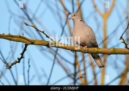 Eurasian Collarred dove (Streptopelia decaocto) su un Ansitzwarte, Pigeon, Vechta, bassa Sassonia, Germania Foto Stock