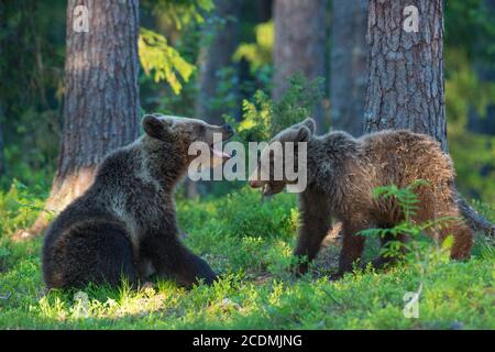 Due giovani (Ursus arctos) giocano nella pineta boreale, Suomussalmi, Carelia, Finlandia Foto Stock