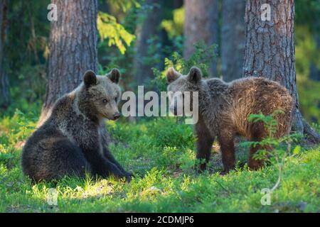 Due giovani (Ursus arctos) giocano nella pineta boreale, Suomussalmi, Carelia, Finlandia Foto Stock