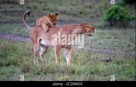 Giovani Lionplay, salite su madre, leonessa (Panthera leo), Masai Mara, Kenya Foto Stock