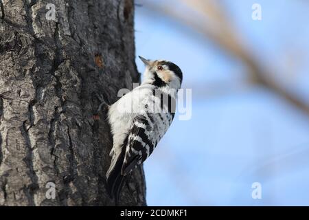 Picchio di legno meno macchiato Foto Stock