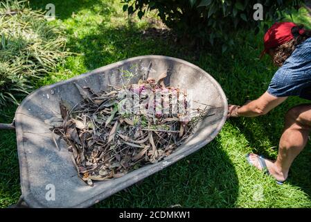 Giovane uomo in pantaloncini rossi e un berretto rosso che fa il giardinaggio manuale mettendo le foglie secche in un carriola. Rifiuti di giardino raccolti durante covid-19 blocco. Foto Stock