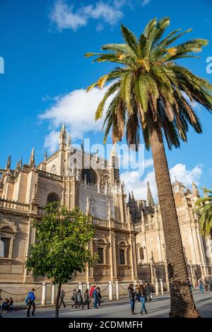 Cattedrale di Siviglia, Catedral de Santa Maria de la Sede, Plaza del Triunfo con palme, Siviglia, Andalusia, Spagna Foto Stock