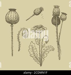 Serie vettoriale di semi e fiori di papavero. Disegno a mano dell'inchiostro. Illustrazione Vettoriale