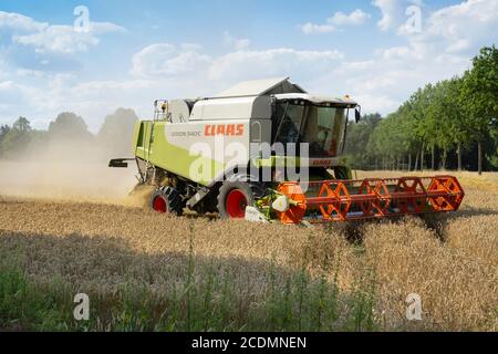 Mietitrebbia sul campo, Kamen, Nord Reno-Westfalia, Germania Foto Stock