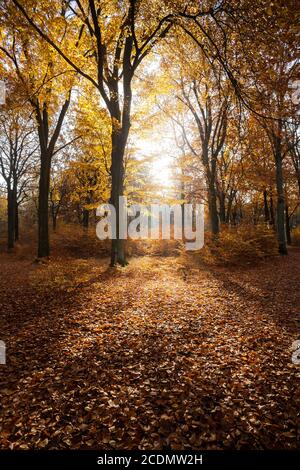 colorful foliage. deep light. falling leaves. winding paths. perfect outdoor weather. light and shadow in the forest. yellow, green and orange trees. Foto Stock