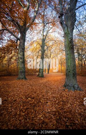 colorful foliage. deep light. falling leaves. winding paths. perfect outdoor weather. light and shadow in the forest. yellow, green and orange trees. Foto Stock