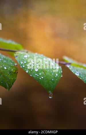 colorful foliage. deep light. falling leaves. winding paths. perfect outdoor weather. light and shadow in the forest. yellow, green and orange trees. Foto Stock