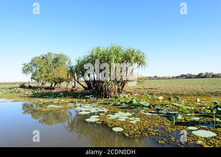 Vista panoramica delle zone umide con Pandanus e Waterlilies, Yellow Water Billabong, Kakadu National Park, Northern Territory, NT, Australia Foto Stock