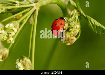 coccinella Foto Stock