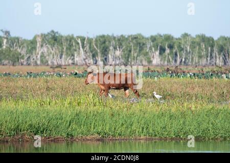 Bovini in zone umide, Yellow Water Billabong, Kakadu National Park, Northern Territory, NT, Australia Foto Stock