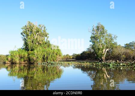 Scena tranquilla a Yellow Water Billabong, Kakadu National Park, Northern Territory, NT, Australia Foto Stock