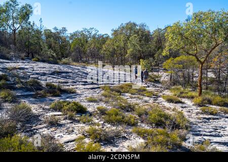 Busherwalkers a Salvator Rosa Sezione Parco Nazionale di Carnarvon, Queensland, Australia Foto Stock