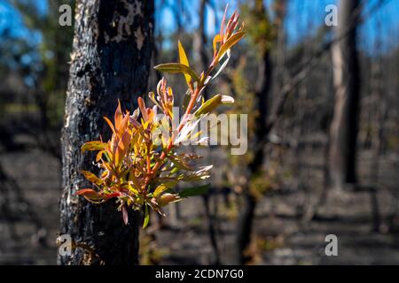 La nuova crescita che si presenta dopo sono è stata devastata da incendi boschivi, Burrum National Park, Queensland, Australia Foto Stock