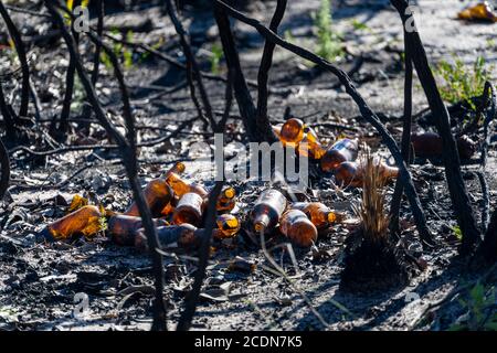 Bottiglie di birra e vetro rotto gettato in bushland. Foto Stock