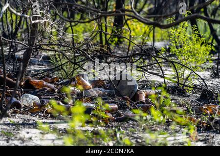 Bottiglie di birra e vetro rotto gettato in bushland. Foto Stock