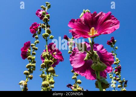 Fiori estivi contro il cielo blu, hollyhock Alcea rosea Foto Stock