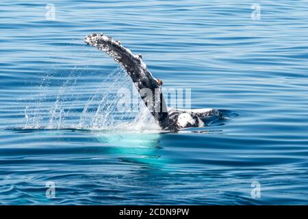 Megattere balene pettorali o pinne che schiaffano al largo della costa di Fraser Island, Hervey Bay, Queensland, Australia Foto Stock