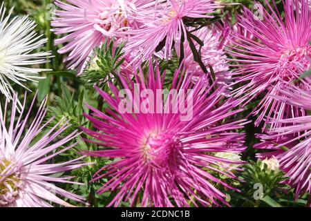 Agosto fiori Cina ago giardino fiorito Foto Stock