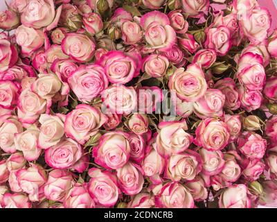 Piccolo bouquet di rose rosa da vicino Foto Stock