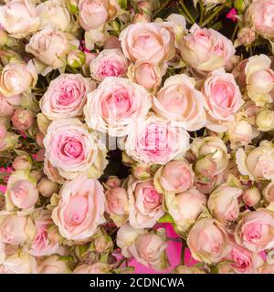 Le rose rosa sullo sfondo Foto Stock