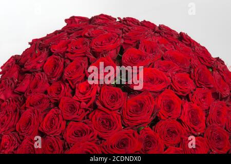 Abbondante rosso sfondo rose naturali Foto Stock