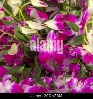 Sfondo astratto delle rose Foto Stock