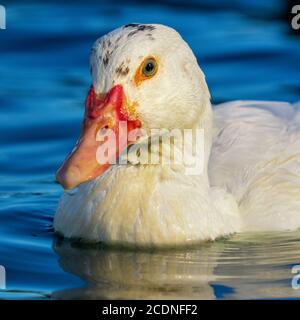 Anatra bianca Oxyura leucephala Closeup Head Shot Costa Ballena Cadiz Spagna Foto Stock