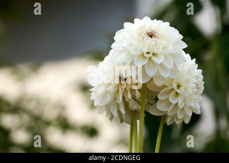 Dahlia fiore chiamato Dahlia Sylvia, cresciuto in un giardino Foto Stock