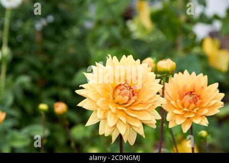 Dahlia fiore chiamato Dahlia Sylvia, cresciuto in un giardino Foto Stock