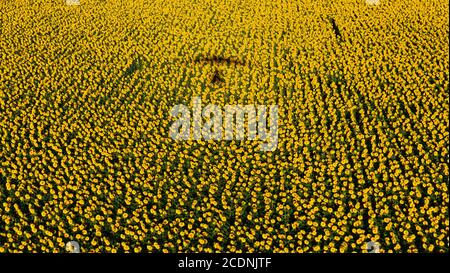 Campo di girasole luminoso giallo con ombra di aeroplano Foto Stock