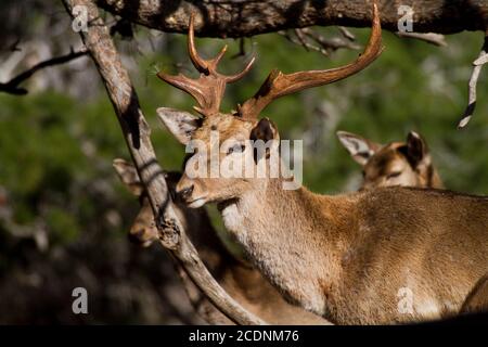 Mesopotamian (Persiano) Decere di fiaba (Dama dama Mesopotamica) fotografato in Israele, Monte Carmel Foto Stock