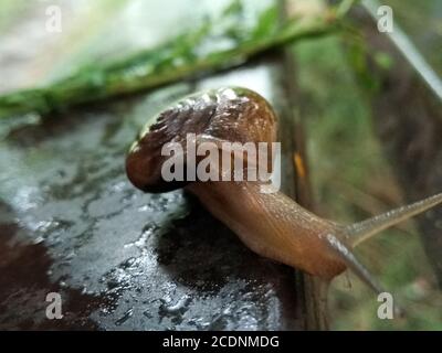 Un'immagine della lumaca di terra con sfondo sfocato Foto Stock