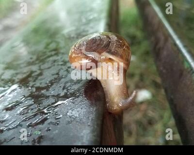 Un'immagine della lumaca di terra con sfondo sfocato Foto Stock