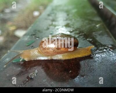 Un'immagine della lumaca di terra con sfondo sfocato Foto Stock