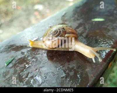 Un'immagine della lumaca di terra con sfondo sfocato Foto Stock