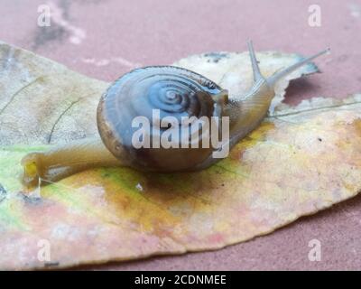 Un'immagine della lumaca di terra con sfondo sfocato Foto Stock