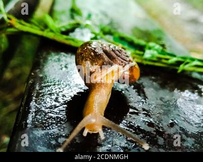 Un'immagine della lumaca di terra con sfondo sfocato Foto Stock