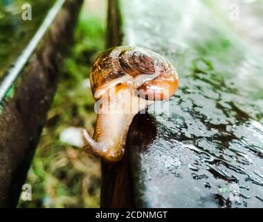 Un'immagine della lumaca di terra con sfondo sfocato Foto Stock